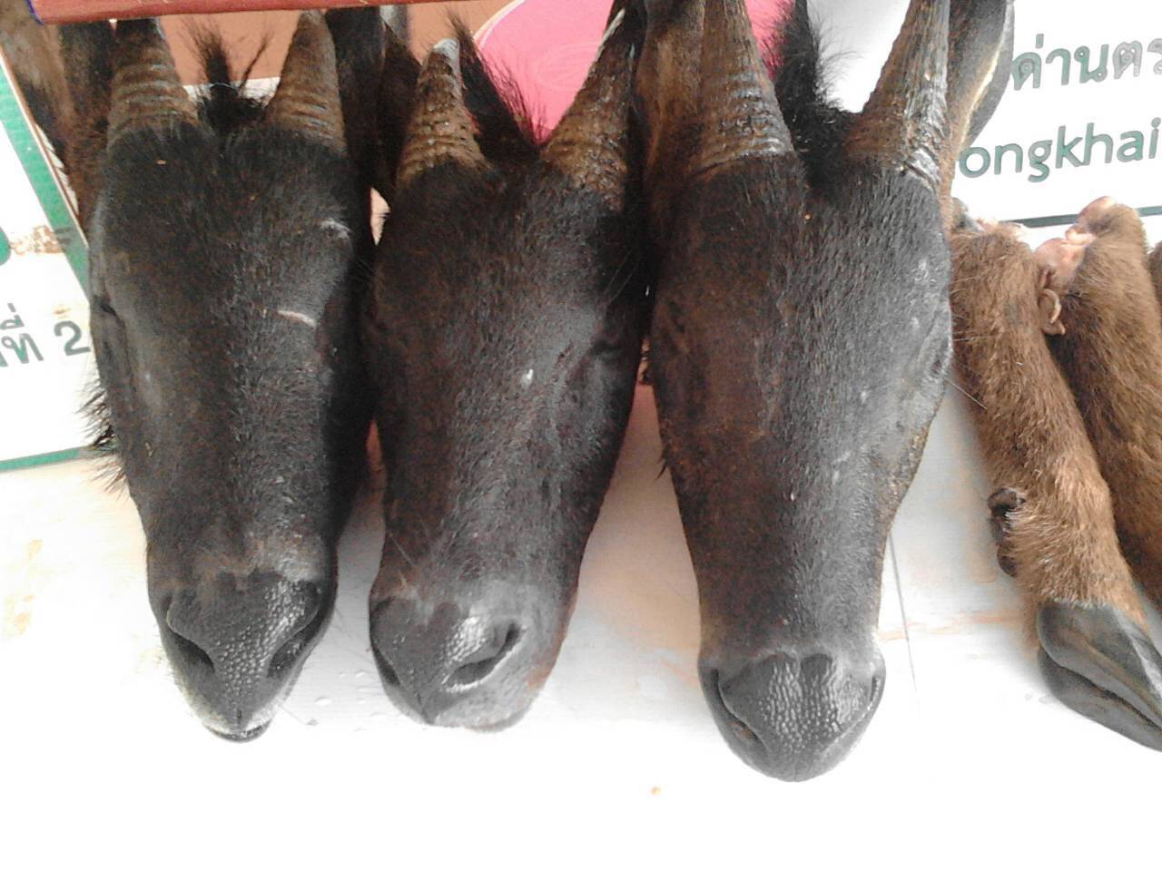 จับชาวลาวพร้อมของกลางซากเลียงผา 3 หัว