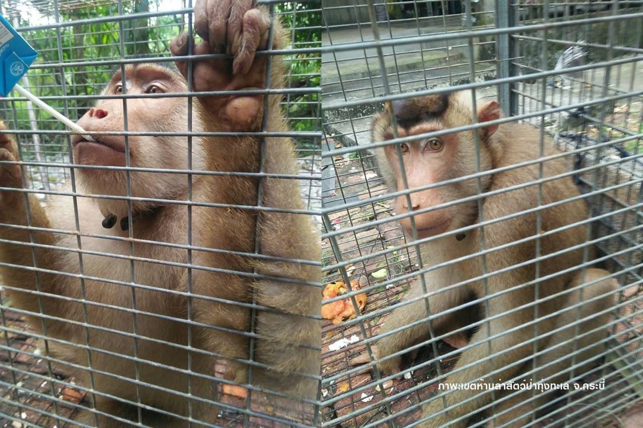จับ “ลิงกังเกเร” ปรับพฤติกรรม ป่วนทำร้ายชาวบ้าน