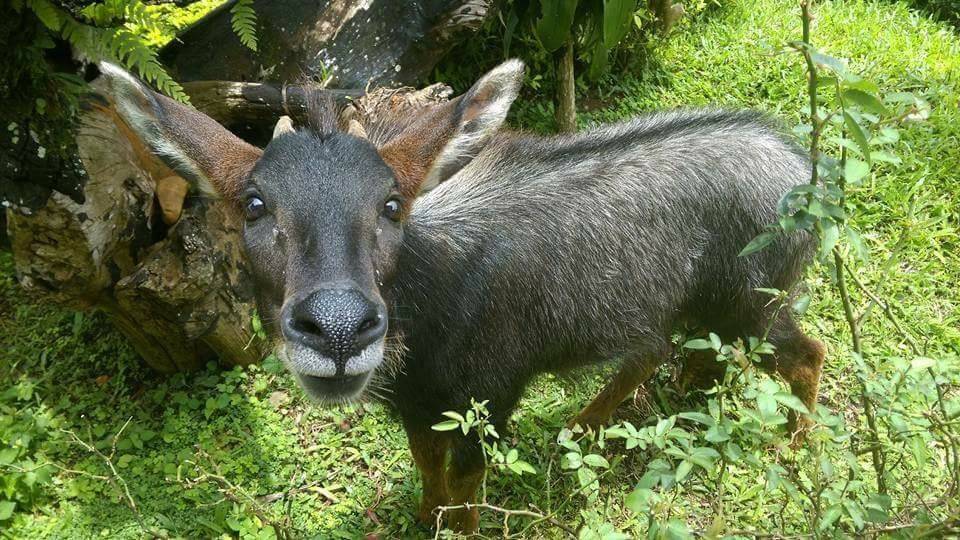 เปิดประวัติ "เจ้าหมอก"  เลียงผากำพร้าแห่งทุ่งใหญ่นเรศวรฯ