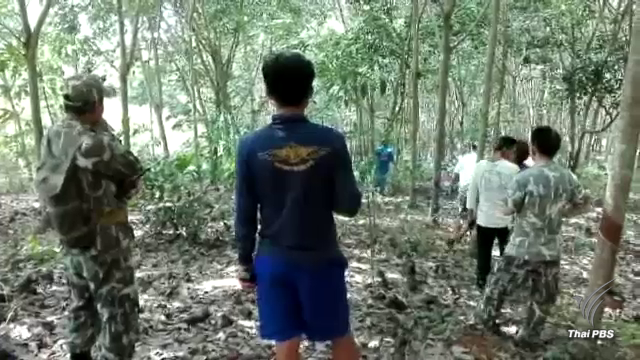 ช้างป่าเขาชะเมา บุกทำลายพืชเกษตรชาวบ้าน เพียง 2 คืน เสียหายแล้ว 100 ไร่