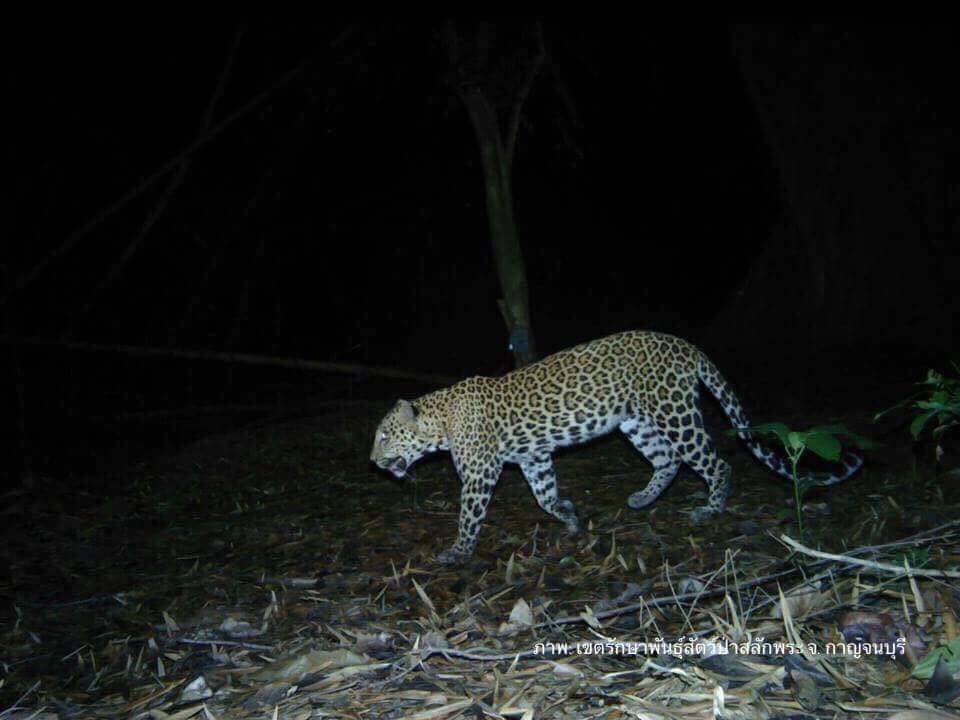 เปิดภาพสัตว์ป่าหายากในพื้นที่"สลักพระ" กาญจนบุรี