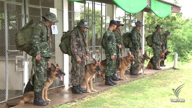 ภารกิจเพื่อชาติ "นักรบสี่ขา" แห่งกองทัพไทย