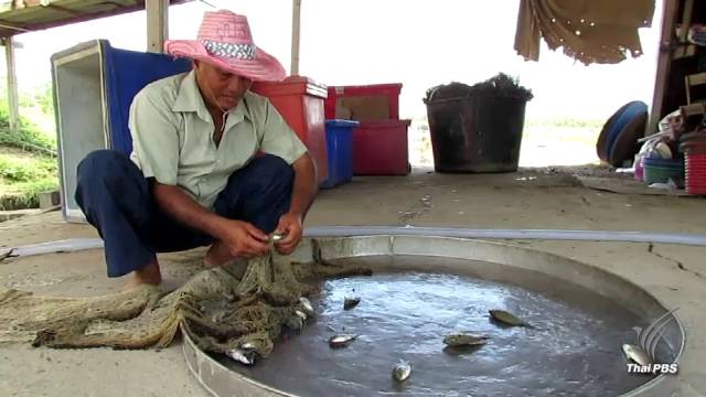 ปลาหมอสีระบาดหนัก กินกุ้ง-ปลายกบ่อ