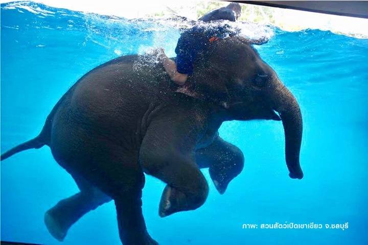 ชมความน่ารัก “ช้างว่ายน้ำ”สวนสัตว์เปิดเขาเขียว 