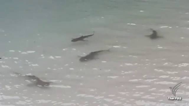 ฝูงฉลามหูดำหากินริมหาดเกาะห้อง จ.กระบี่