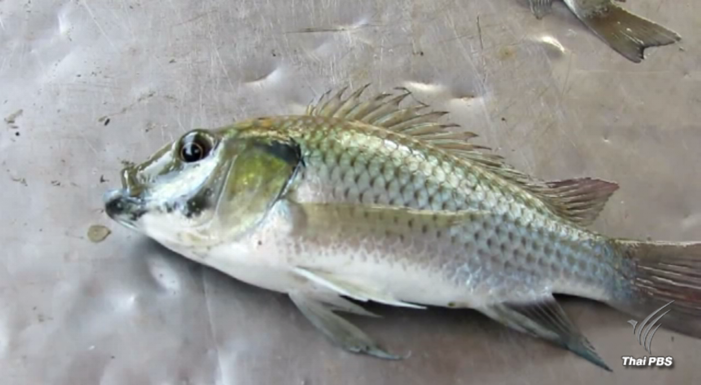 ปลาหมอสีระบาดกินกุ้งยกบ่อใน จ.สมุทรสงคราม พบคนเลี้ยงเบื่อแอบปล่อยสู่แหล่งธรรมชาติ
