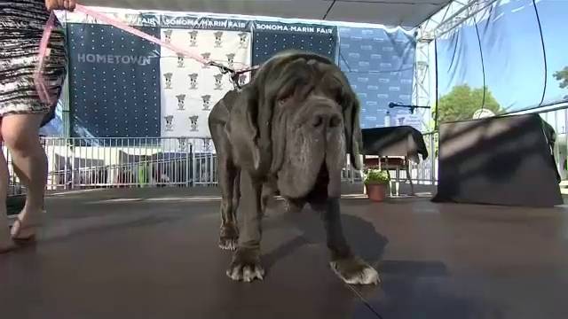 "มาร์ทา" ครองแชมป์สุนัขอัปลักษณ์ที่สุดในโลก