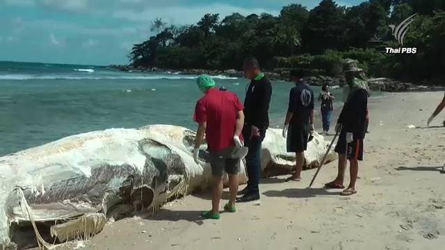 ซากวาฬบรูด้า เกยหาด จ.ภูเก็ต  จนท.คาดตายนาน 3-4 สัปดาห์