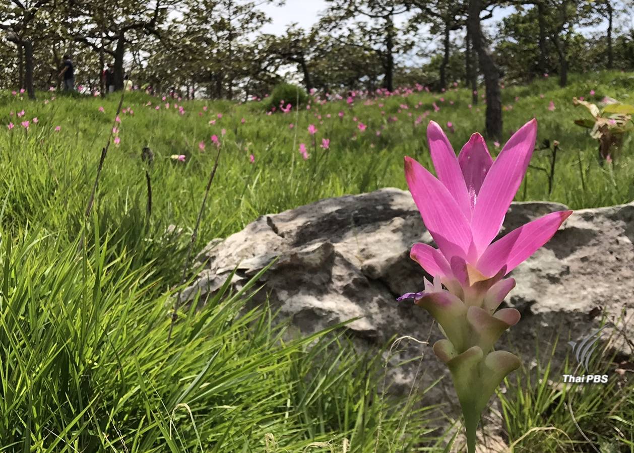 มนต์เสน่ห์ "ดอกกระเจียว" บานสดใสรับหน้าฝน