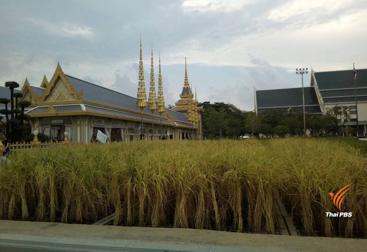 เกี่ยวข้าวแปลงนาหมายเลข 9 ท้องสนามหลวง