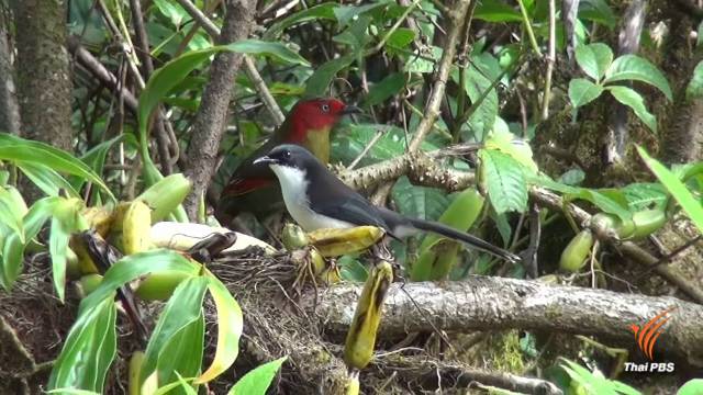ชมนกหลากหลายสายพันธุ์ที่ "ดอยสันจุ๊" จุดดูนกแห่งใหม่ของไทย อ.ฝาง จ.เชียงใหม่