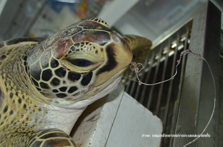 ทช.สรุปสัตว์ทะเลหายากตายคงที่กว่า 400 ตัวต่อปี