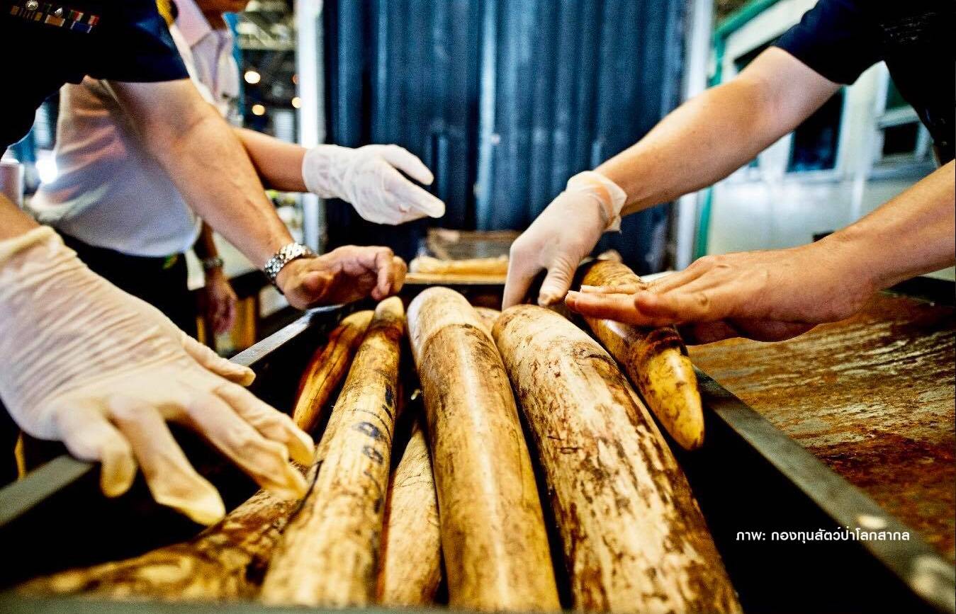 จีนปิด"ตลาดค้างาช้าง"ใหญ่ที่สุดในโลก  31 ธ.ค.นี้