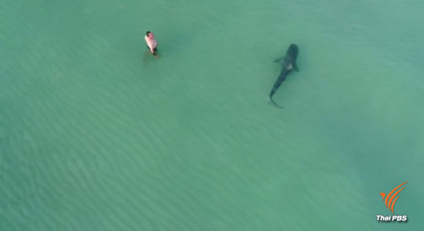 ฉลามว่ายเฉียดคนที่ชายหาดในสหรัฐฯ