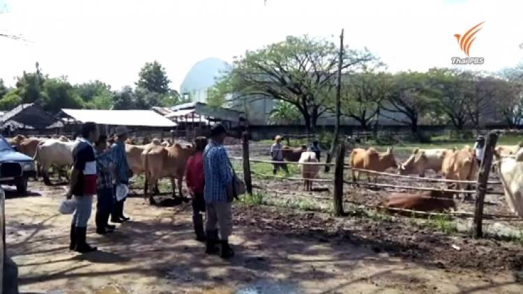 กรมปศุสัตว์ ห้ามนำเข้าสัตว์ชายแดน จ.ตาก ป้องกัน "แอนแทรกซ์"