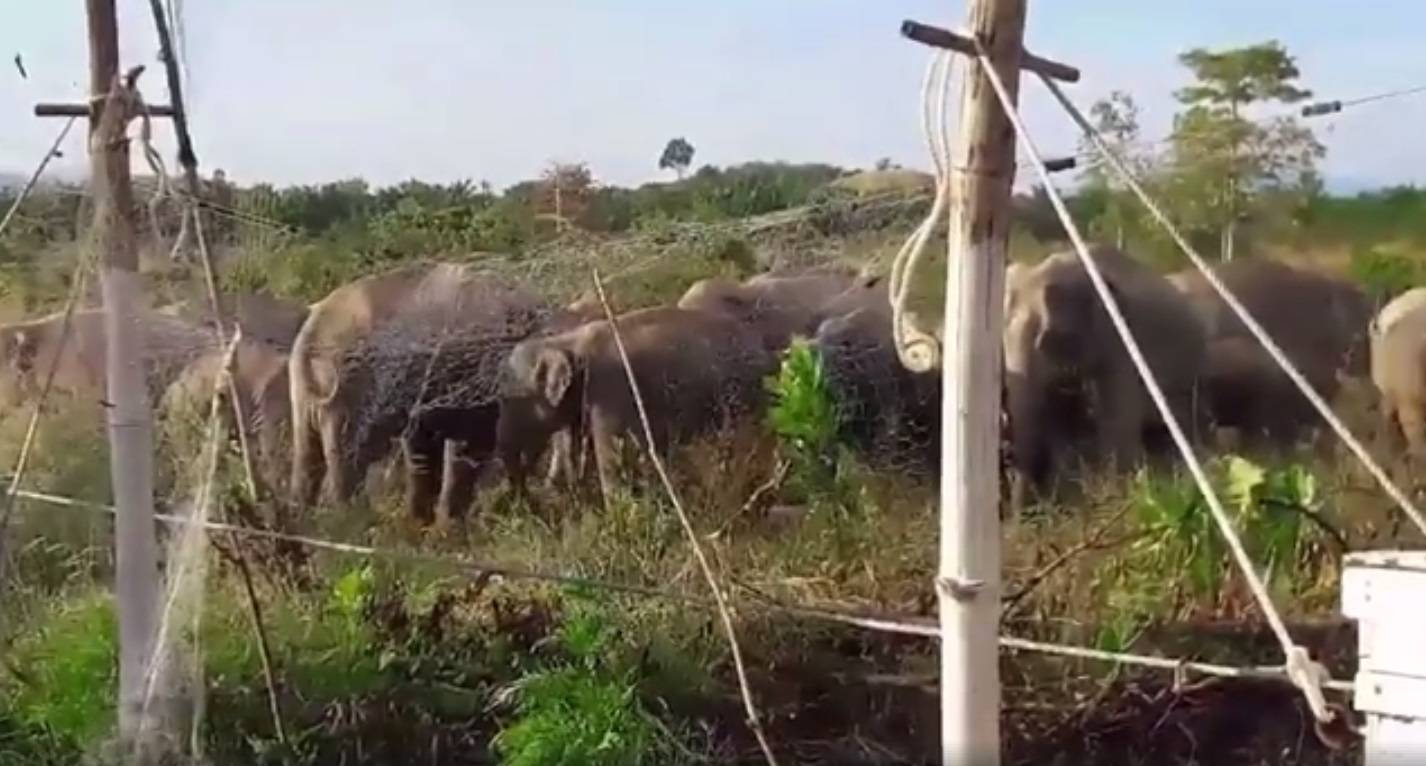 หาดูยากคลิปช้างป่าแสนฉลาด 60 ตัวรุมขุดหัวมัน