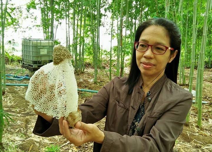 นักวิจัยไทยพบ "เห็ดเยื่อไผ่” มีสารต้านมะเร็ง- ช่วยชะลอวัย