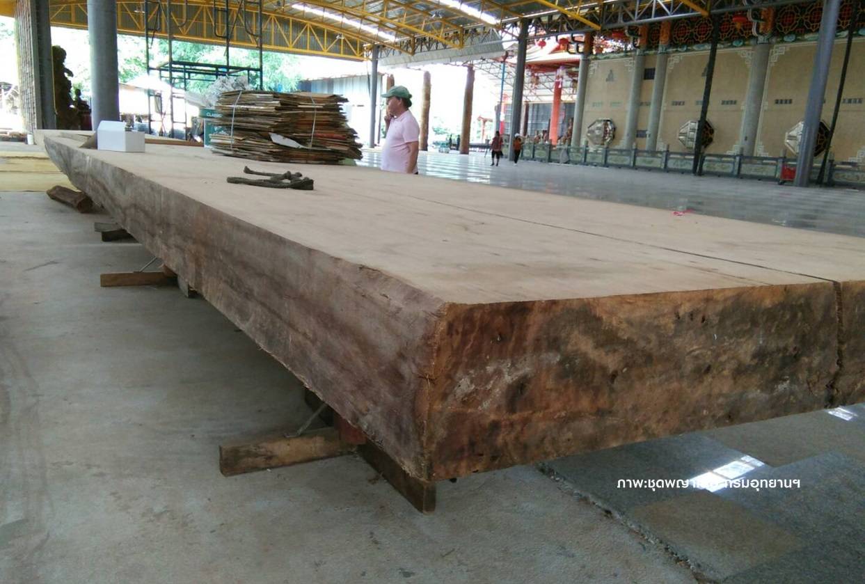 ตะลึง ไม้ขนาดใหญ่มูลค่า 1 พันล้านบาทซุกวัดดังกาญจนบุรี