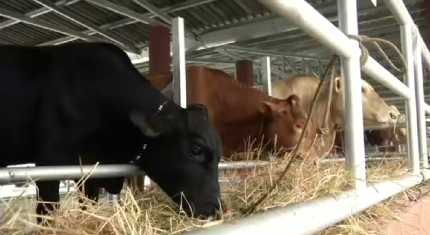 นายกฯ เปิดตลาดกลางปศุสัตว์จังหวัดชายแดนภาคใต้