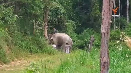 ช้างสวนสัตว์เชียงใหม่ตกมันทำร้ายควาญเสียชีวิต