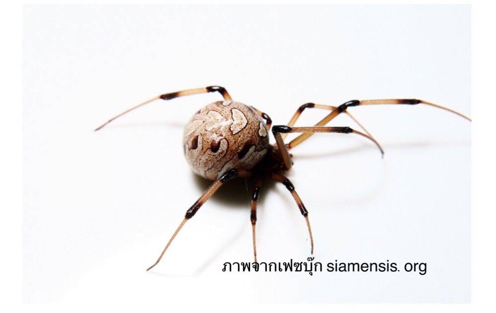 เพิ่ม “ปลาหมอสีคางดำ-แมงมุมแม่หม้ายสีน้ำตาล”สัตว์เอเลียนคุกคาม