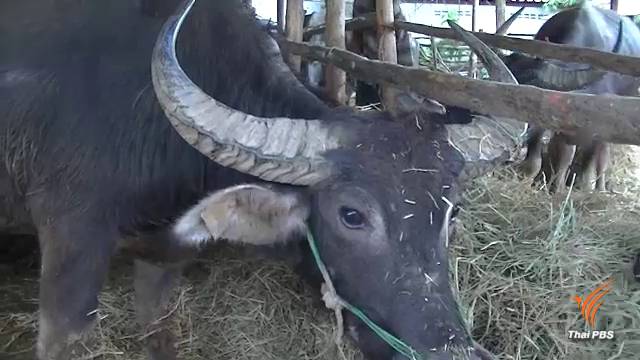 สธ.คุมเข้ม"แอนแทรกซ์" ชี้หากไม่พบผู้ป่วยเพิ่ม อ.แม่สอด ปลอดเชื้อ