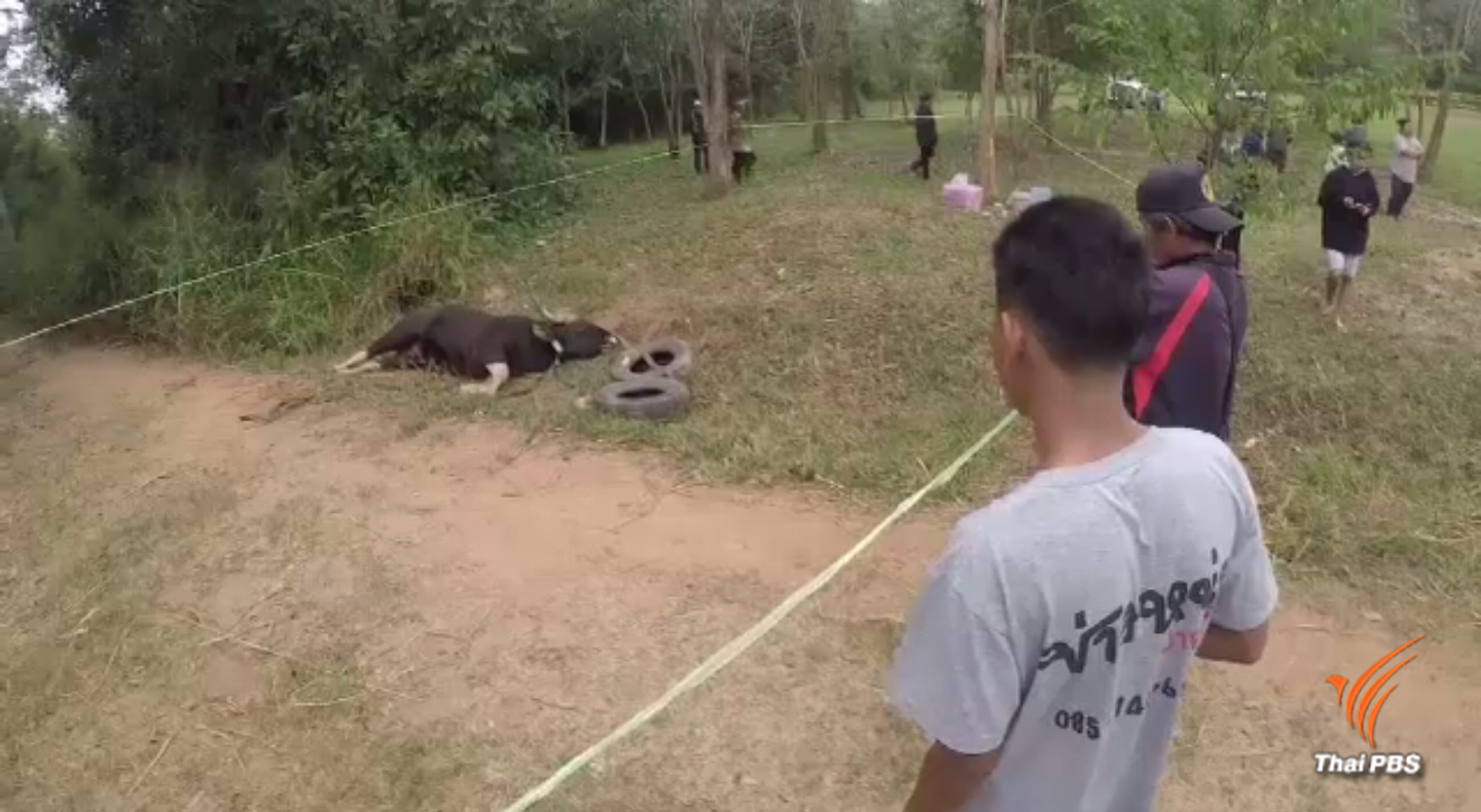 กระทิงเขาใหญ่ถูกรถชนตาย
