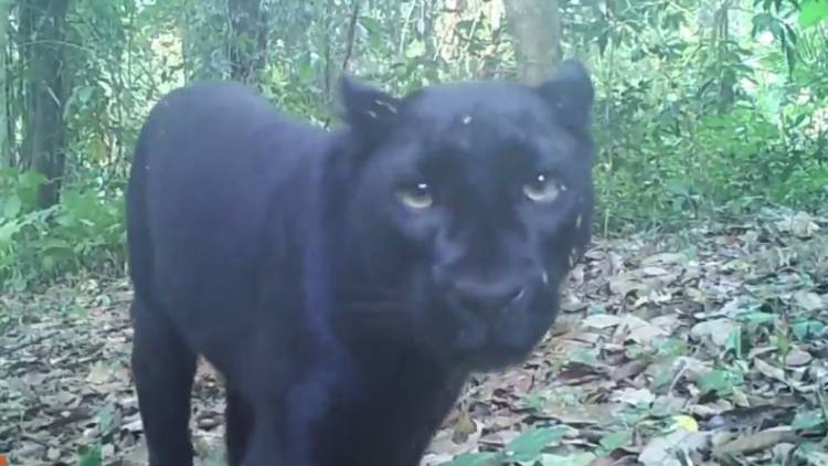 รู้จัก "เสือดำ" แห่งป่าทุ่งใหญ่นเรศวร-ห้วยขาแข้ง มี 130 ตัว 
