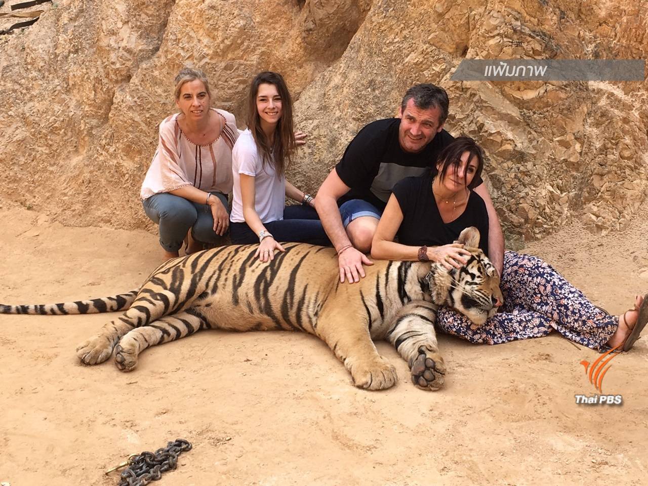 จี้ตรวจสอบขบวนการค้าเสือโคร่งรายงาน "ไซเตส"