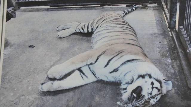สวนสัตว์อุบลฯ ปัดตอบ "เสือไซบีเรีย" ถูกวางยา 