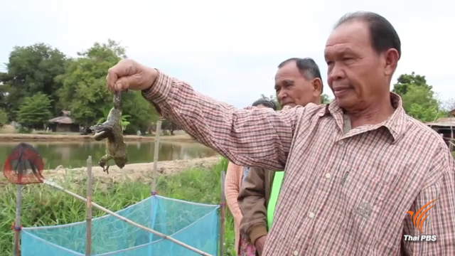 เกษตรกรกาฬสินธุ์ร้องสอบ "โครงการ 9101" แจกพันธุ์กบไม่ได้มาตรฐาน