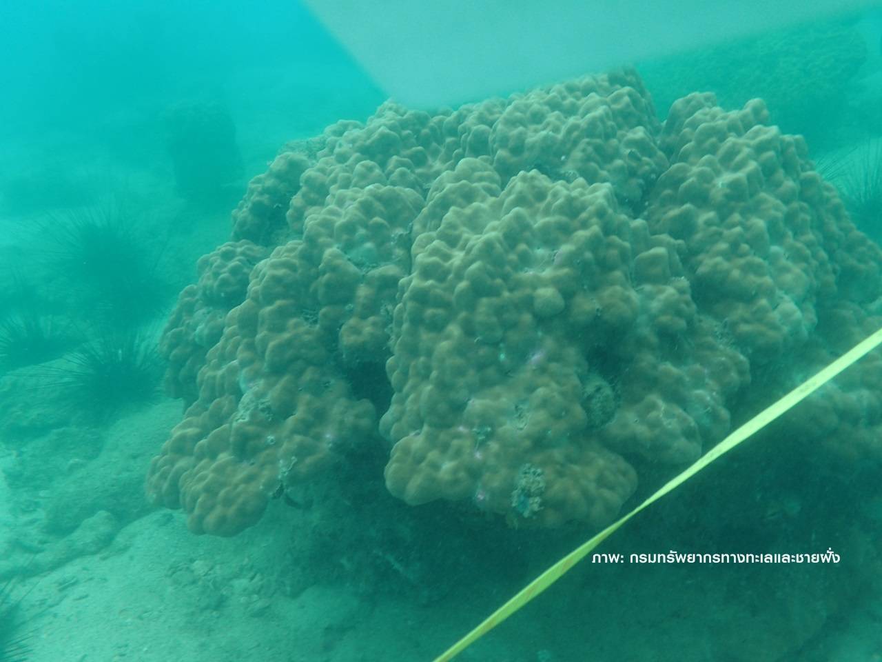 ข่าวดี ปะการัง" อันดามัน"เริ่มฟื้นตัวจากฟอกขาว 