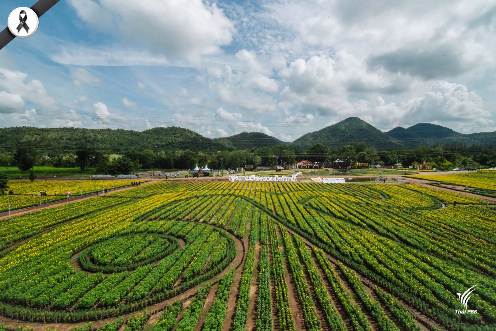 เปิด “ทุ่งดาวเรืองรวมใจภักดิ์” ให้ประชาชนเข้าชม 13-20 ต.ค.