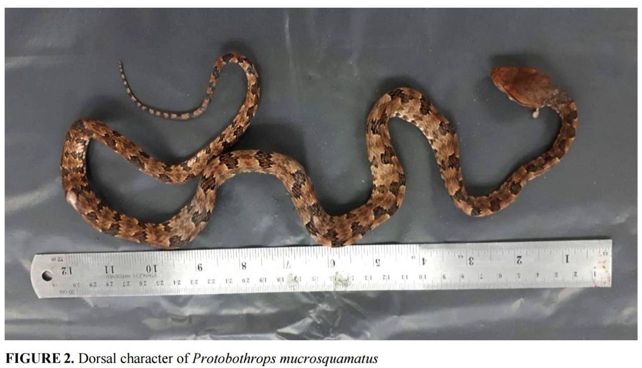 เจองูพิษ "Brown spotted pit viper" ตัวแรกในไทยที่ จ.น่าน