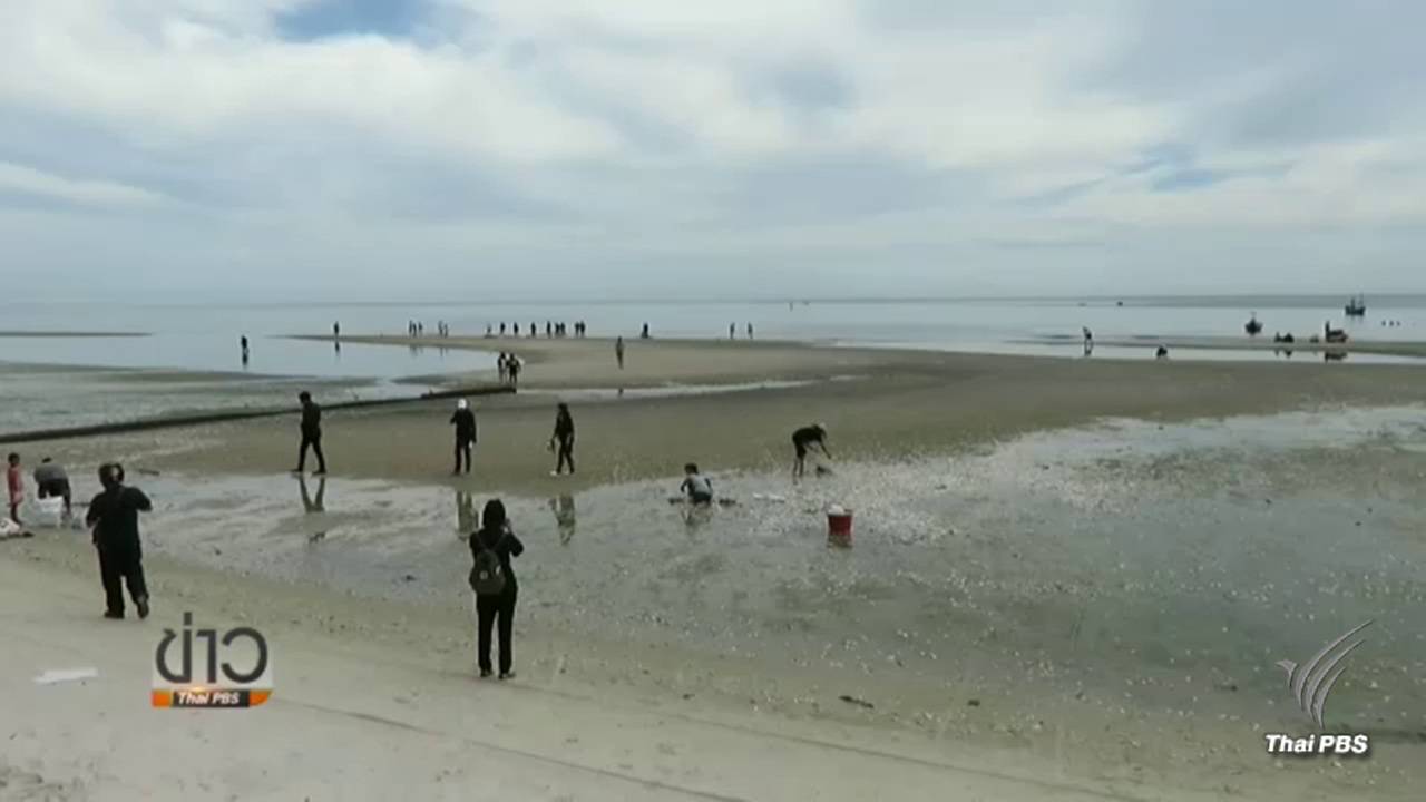 เกิดปรากฏการณ์น้ำเบียดที่ทะเลหัวหิน สัตว์ทะเลตายเกลื่อน