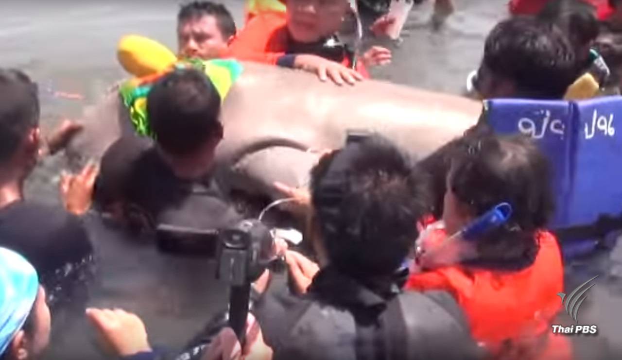 ทช.เตรียมสำรวจพะยูนทะเลตรังรอบใหม่ปี 2561