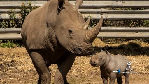 "แรดสายพันธุ์เอเชีย" เสี่ยงสูญพันธุ์ขั้นวิกฤต ทั่วโลกเหลือไม่เกิน 30,000 ตัว