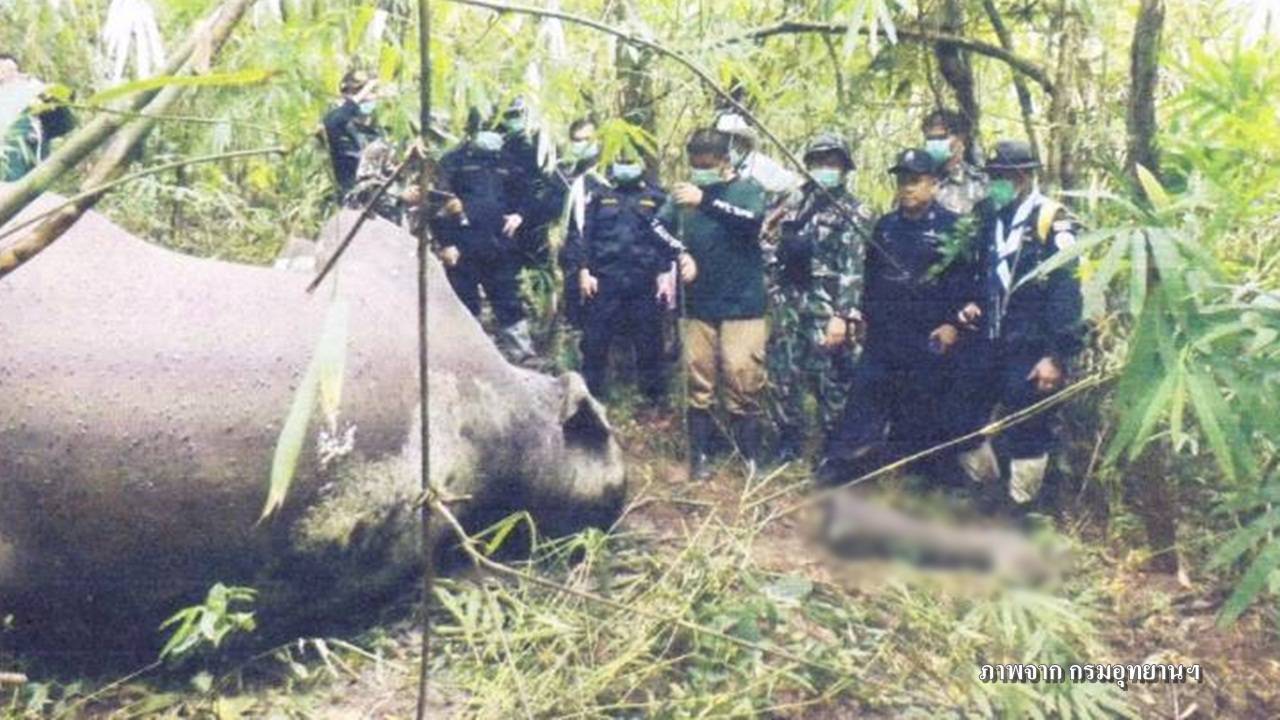 อธิบดีกรมอุทยานฯจี้ 3 หน่วยงานเร่งตามคดีฆ่าช้างเอางาที่ชัยภูมิ