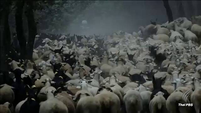 สเปนนำร่อง "หน่วยดับเพลิงแพะ" ป้องกันไฟป่า