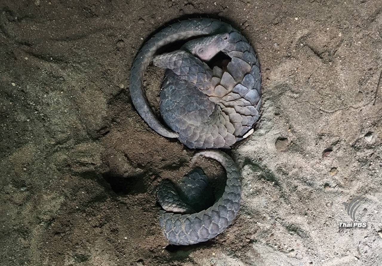 จับตาลักลอบขน "ตัวลิ่น" จากใต้สู่เวียดนามขยับหนัก ต.ค.-ม.ค.