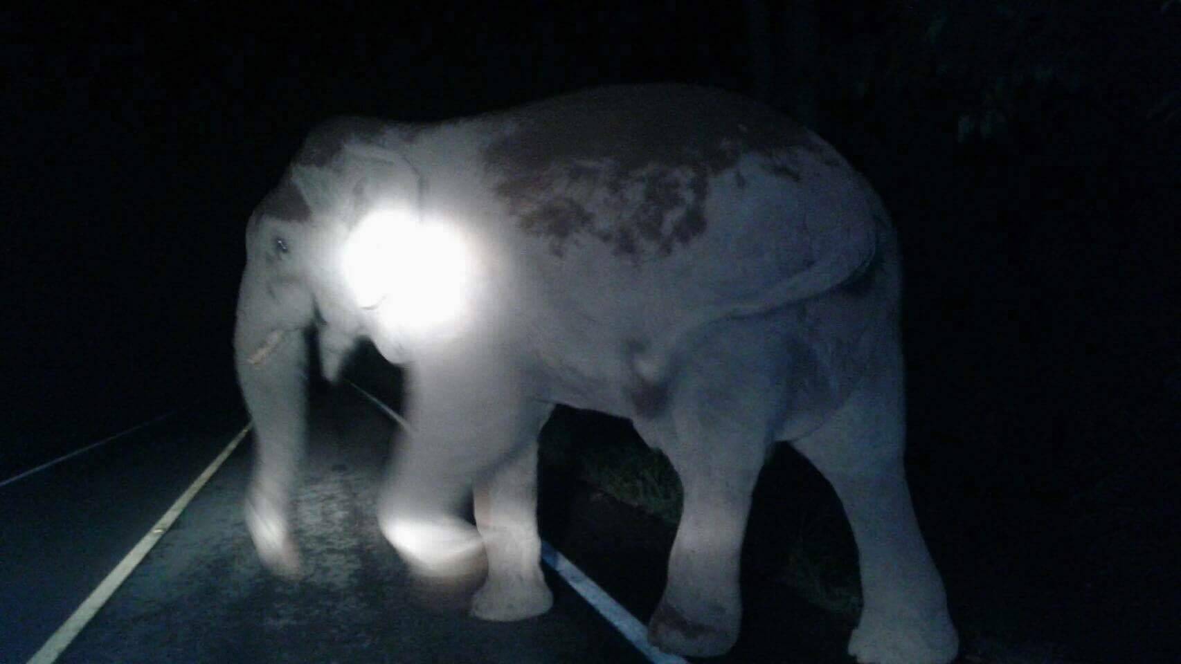 "แก่งกระจาน"เตรียมใช้โซเชียลแจ้งช้างป่าออกนอกพื้นที่