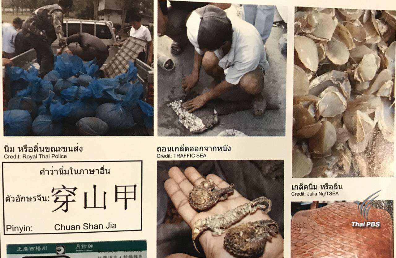 ทส.ใช้เวที "ไซเตส" กดดันจีน -เวียดนามเร่งแก้ปัญหาค้าตัวลิ่น