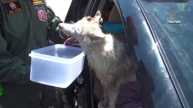 ช่วย "หมา-แมว 14 ชีวิต" ติดในรถนาน 14 ชม. เจ้าของป่วยกะทันหัน