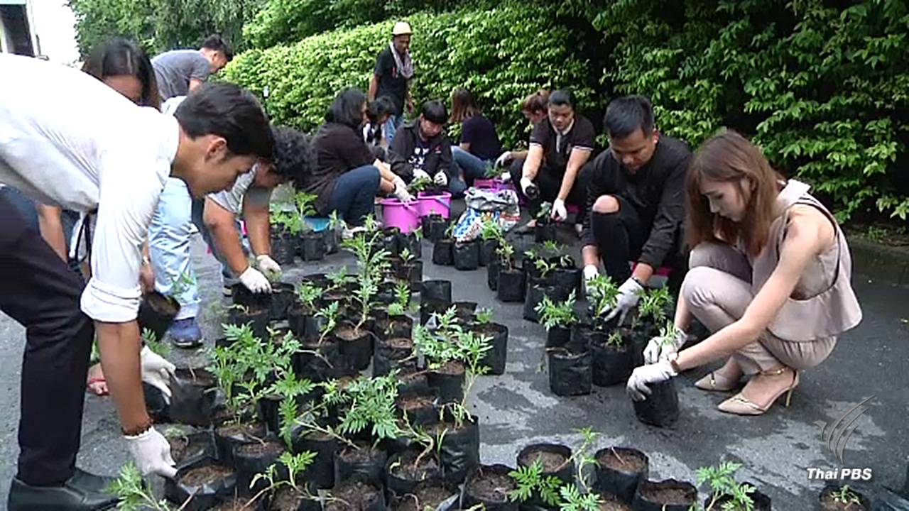 "ไทยพีบีเอส" ปลูกดาวเรืองน้อมสำนึกในพระมหากรุณาธิคุณ