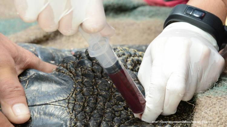 เปิดรายงานผลตรวจ DNA จระเข้ "เลพัง" มหิดลระบุชัดพันธุ์ผสม