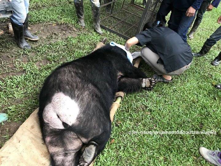 ย้าย "หมีควายแก้ว" ไปอยู่บ้านหลังใหม่ที่จ.ชลบุรี