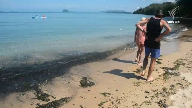 สาหร่ายเขียวลอยเกลื่อนหาดทับแขก จ.กระบี่ นักท่องเที่ยวไม่กล้าลงเล่นน้ำ