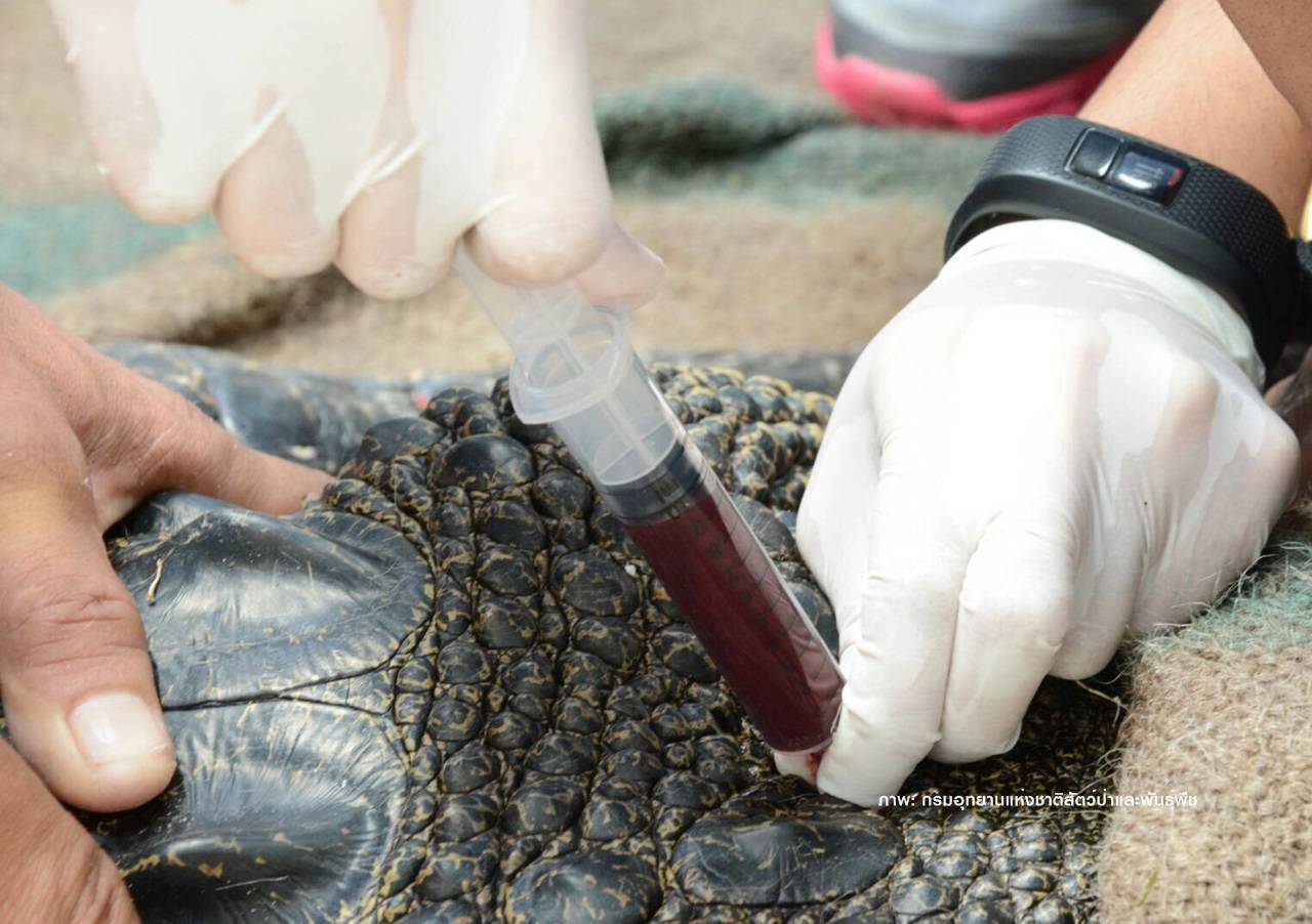 ผลตรวจ DNA "จระเข้เลพัง” เป็นลูกผสมน้ำเค็ม-น้ำจืด ส่งถึงกรมประมงแล้ว
