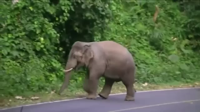 เตือนนักท่องเที่ยวเขาใหญ่ระวัง “ช้างป่า” หากพบให้จอดรถห่าง 30 เมตร