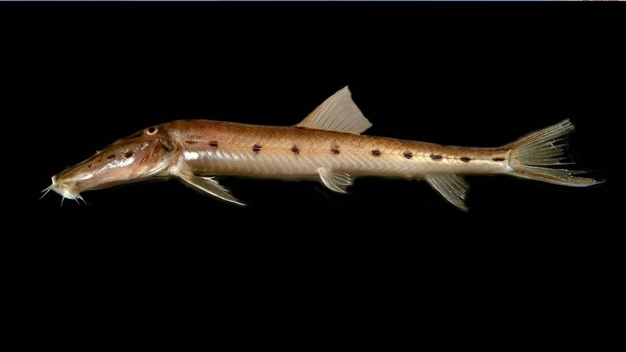 ค้นพบ "ปลารากกล้วย" ชนิดใหม่ 3 สายพันธ์ุของไทยและลุ่มแม่น้ำโขง